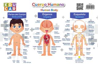 Lamina Cuerpo Humano